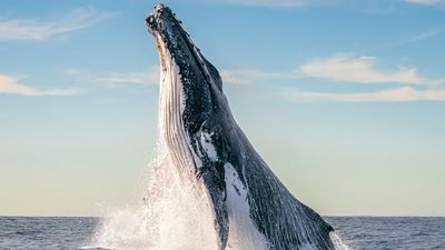 Dive Into 81 Captivating Finalists From The 2024 Ocean Photographer Of The Year