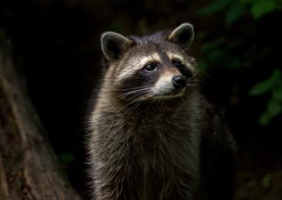 Raccoon Roundworm Infection Confirmed In Los Angeles County