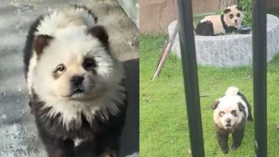 A Chinese Zoo Chucked A Bunch Of Dyed Puppies In A ‘Panda’ Exhibit & Thought Nobody Would Notice