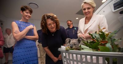 Inside the new hospital wing saving Port Stephens koalas from extinction