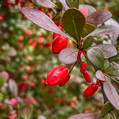 When to prune berberis to keep this autumn favourite in perfect shape, according to experts