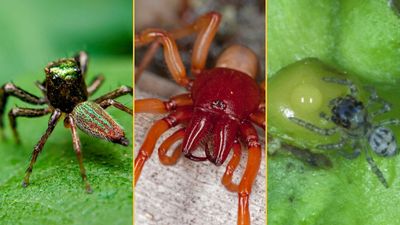 3 remarkable spiders: A vegetarian, a vampire and a predator that uses 'pincer, fork and key'