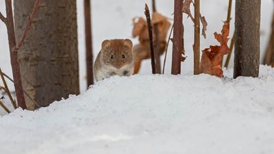 5 active pests to watch out for this winter — and expert tips to prevent them