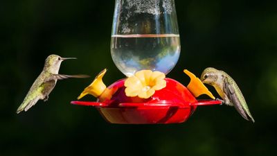 When should I take my hummingbird feeder down? 3 telltale signs it's time