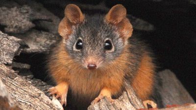 Antechinus: The tiny marsupials where males have sex until they die — then females eat their corpses