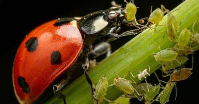 Love is in the air but not for these pitiful pests