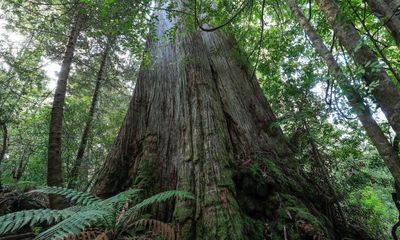 Albanese urged to ditch Howard-era native forest logging exemptions