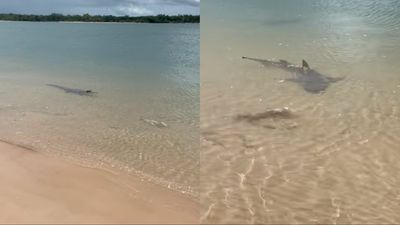 This Footage Of Sharks & Crocs Fighting Over Food At A Qld Beach Is Why I’m Never Swimming Again