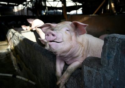 Protect The Prosciutto: Italy Battles Swine Fever