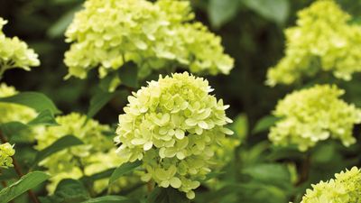 When to prune panicle hydrangeas – this is the ideal time to trim for healthy shrubs and lots of blooms