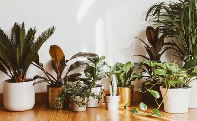 5 Things You Need to Know to Avoid Overwatering Your Ravishing Houseplants