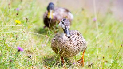 How to keep ducks – and why they might just be the best natural way to control slugs