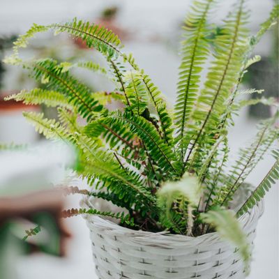 How to propagate a fern –three methods to fill your home with more of these frothy houseplants for free