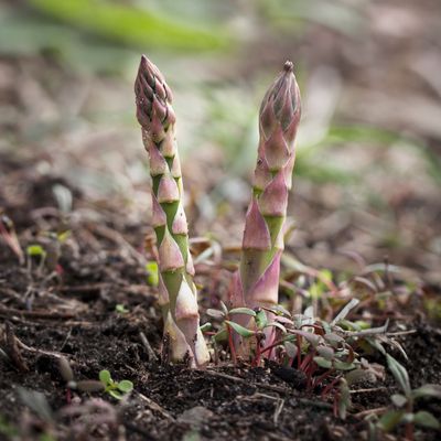 When to cut back asparagus - expert advice on the right time to cut back the vegetable's foliage