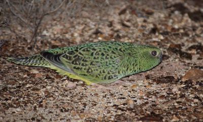 ‘Equivalent of Tasmanian tiger for bird watchers’ discovered in Western Australia desert