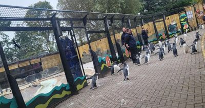 Watch as Edinburgh Zoo brings back ‘reimagined’ penguin parade