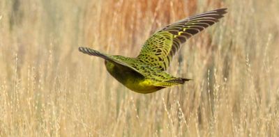 ‘Breakthrough discovery’: Indigenous Rangers in outback WA find up to 50 night parrots – one of Australia’s most elusive birds