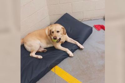 State investigators launch probe after K-9 dies in police car while officer was in training