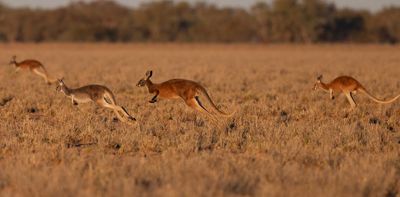 Move over Olympians, Australia’s wildlife are incredible athletes