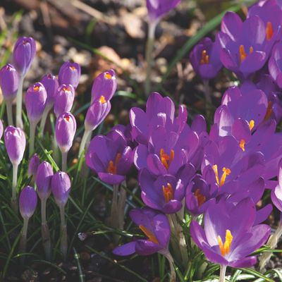 Which spring bulbs come back every year? The best low-maintenance options you can leave in the ground