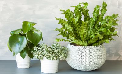 How to Fix Overwatered Plants — 5 Tips You Need to Follow for Rescuing Your Wilting Leafy Greens