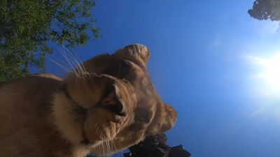 Watch what happens when lions steal a hidden camera at Oregon Zoo