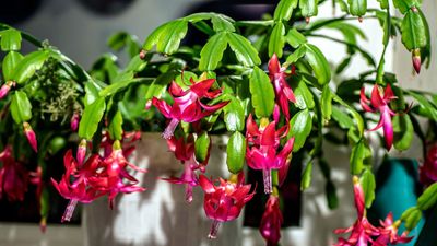 When to Fertilize a Christmas Cactus — Do This to Fill Your Home With Winter Color and Joy