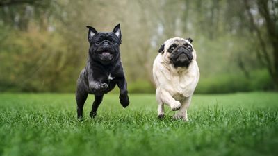 32 brachycephalic animal breeds