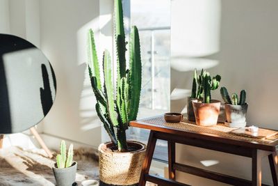 Could Your Cactus Be Ruining Your Bedroom's Vibe? Feng Shui Experts Think So