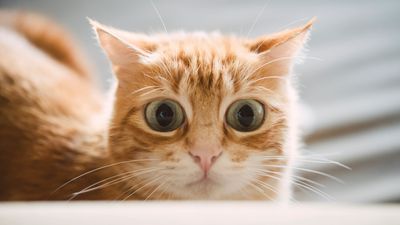 What is anxiety in cats? We spoke to a vet to find out