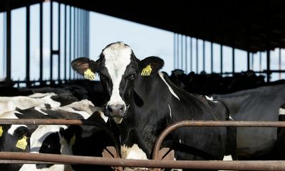 ‘We are not testing enough’: new US bird flu cases stoke fears over poor response