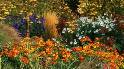 7 Plants That Bring Vibrant Fall Garden Colors to Your Yard — Picks for a Beautiful Autumnal Palette