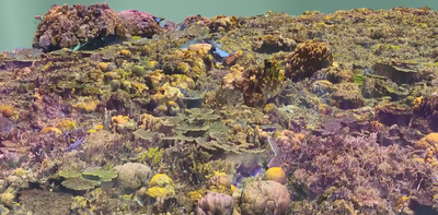 Our digital 3D models of huge coral reefs could help revive these precious ecosystems