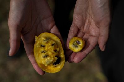 In Ohio, drought and shifting weather patterns affect North America's largest native fruit