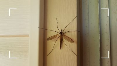 How to stop daddy long-legs from coming in your house without harming them
