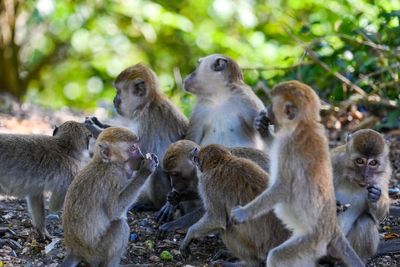 Monkeys Join Forces to Save Little Girl from Being Raped: Report