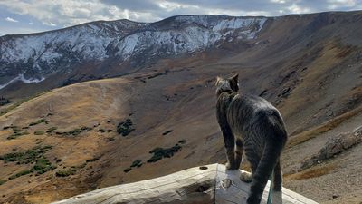 Lost cat found after 900 mile trek from Yellowstone National Park to California