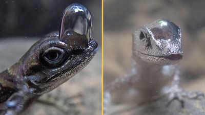 'Scuba-diving' lizards breathe underwater by wearing air bubbles on their noses — just like in a cartoon