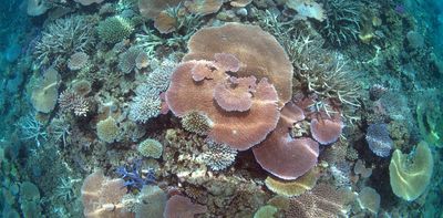 Scientists discover heat-tolerant corals hidden in plain sight. Could it help protect the Great Barrier Reef?