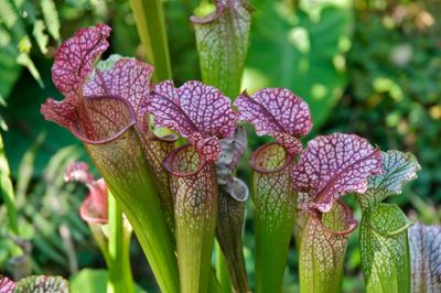 Spooky plants – 12 varieties that will thrill and scare for Halloween and beyond