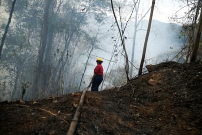 Volunteers Plant Seedlings In Fire-Ravaged New Mexico Mountains