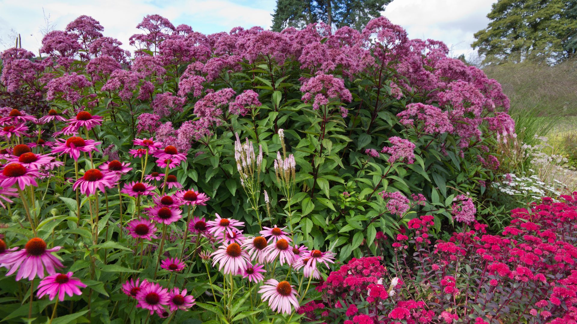 How to Collect Seeds From Coneflowers — Trusted…