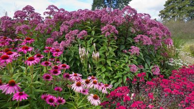 How to Collect Seeds From Coneflowers — Trusted Methods Used to Harvest These Colorful Blooms