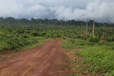 Earth’s 'second lung' is under threat. Losing the Congo Basin forests would set the fight against climate change back 20 years