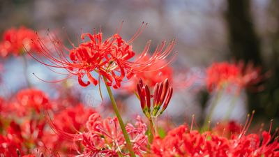 Plant Spider Lily Bulbs in Containers for an Unusually Beautiful Fall Bloom — And Elevated Curb Appeal