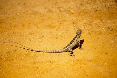 Texas Attorney General Sues Biden Administration Over Endangered Listing Of Lizard In Oil-Rich Texas