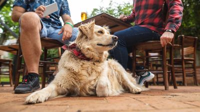 Trainer shares 3 mistakes to avoid if you want your dog to settle in public