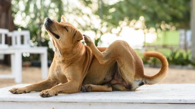 Flea allergy dermatitis in dogs