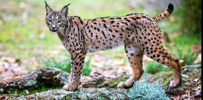 Ancient DNA helped us uncover the Iberian lynx’s potential secret weapon against extinction