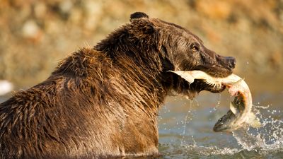 Can't wait for Fat Bear Week? Cast an early vote now for what makes a victorious bruin in your book